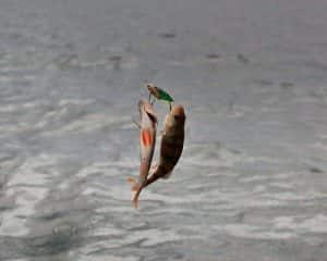 Приманка Цикада - ловля на блесну (фото, видео и отзывы)