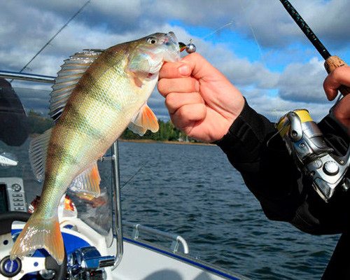 Как рыбачить на спиннинг — когда и кого можно ловить?