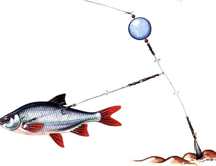 Ловля рыб на донку