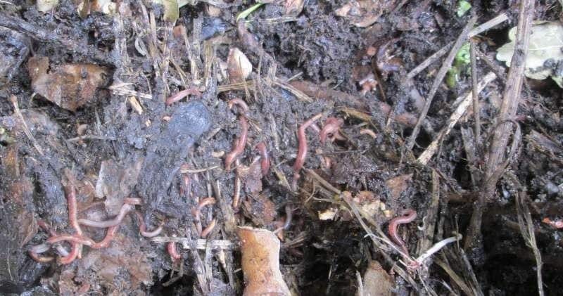 Как развести червей в компостной яме