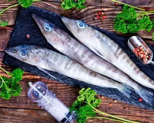 Рыба пикша: особенности жизненного цикла