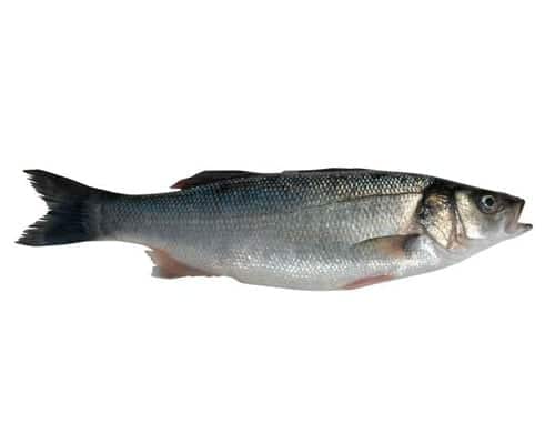 Образ жизни рыбы кефаль: способы ловли на любительские удочки