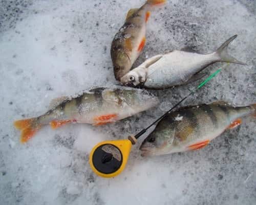 Леска для зимней рыбалки и ее роль в поимке рыбы