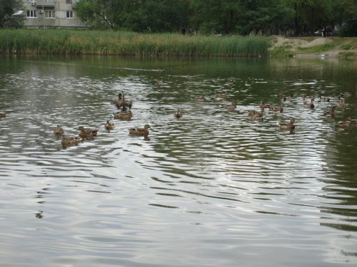 Утиное озеро
