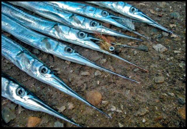 Ловля морской рыбы Сарган: способы и места ловли