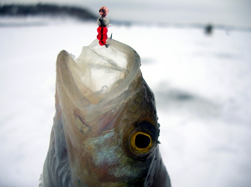 Лов окуня со льда: секреты успешной рыбалки на зимнем водоеме