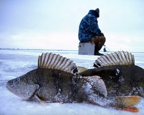 Необычные способы зимнего лова рыбы со льда