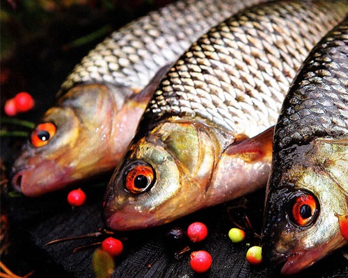 Рыбалка в октябре: Какую рыбу ловить в октябре