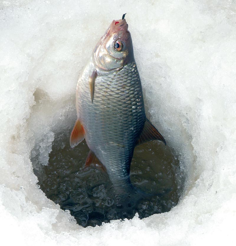 Ловля рыбы зимой на тест