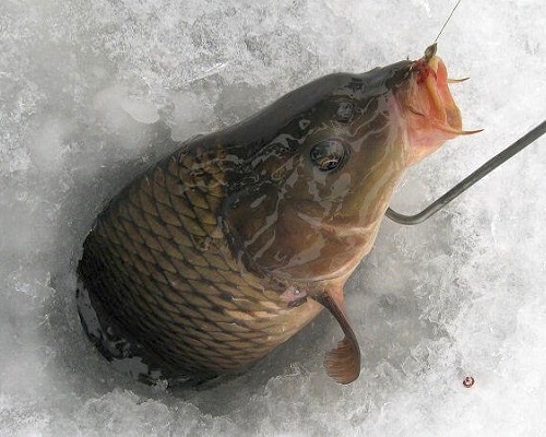 Ловля карпа зимой - читайте на Сatcher.fish