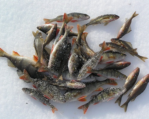 Зимняя рыбалка — как пойти на рыбалку и сразу поймать хоть что-нибудь