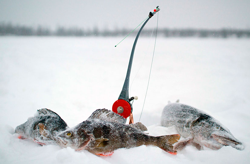 подобрать леску для зимней рыбалки