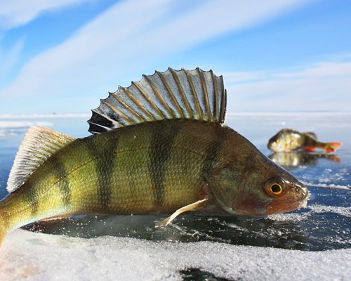 Рыбалка на Волге и Ахтубе в январе: Календарь рыболова на январь Ахтуба и Нижняя Волга
