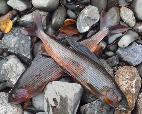 Лучшая рыбалка на черного хариуса в горно-таежной местности Прибайкалья