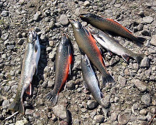 Рыбалка на реке Асача с морской рыбалкой