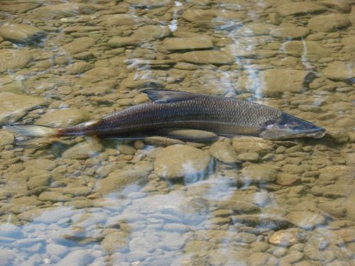 Рыбалка-сплав по реке Уда