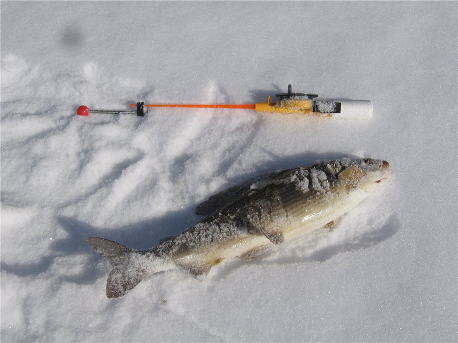 Зимний ленок. Снасти для зимней рыбалки на хариуса. Зимняя удочка на ленка и хариуса. Зимняя рыбалка на хариуса. Снасть на хариуса зимой подледная.