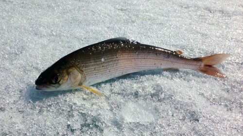 Рыбалка в Ненецком автономном округе