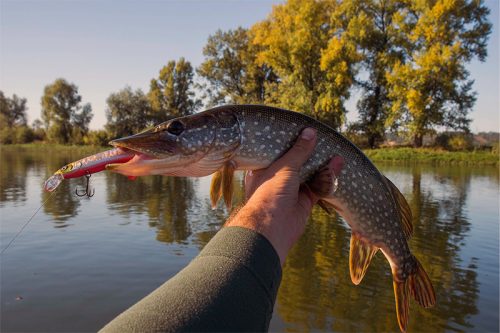 Рыбалка в Мурманской области