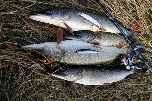 Рыбалка в Новгородской области