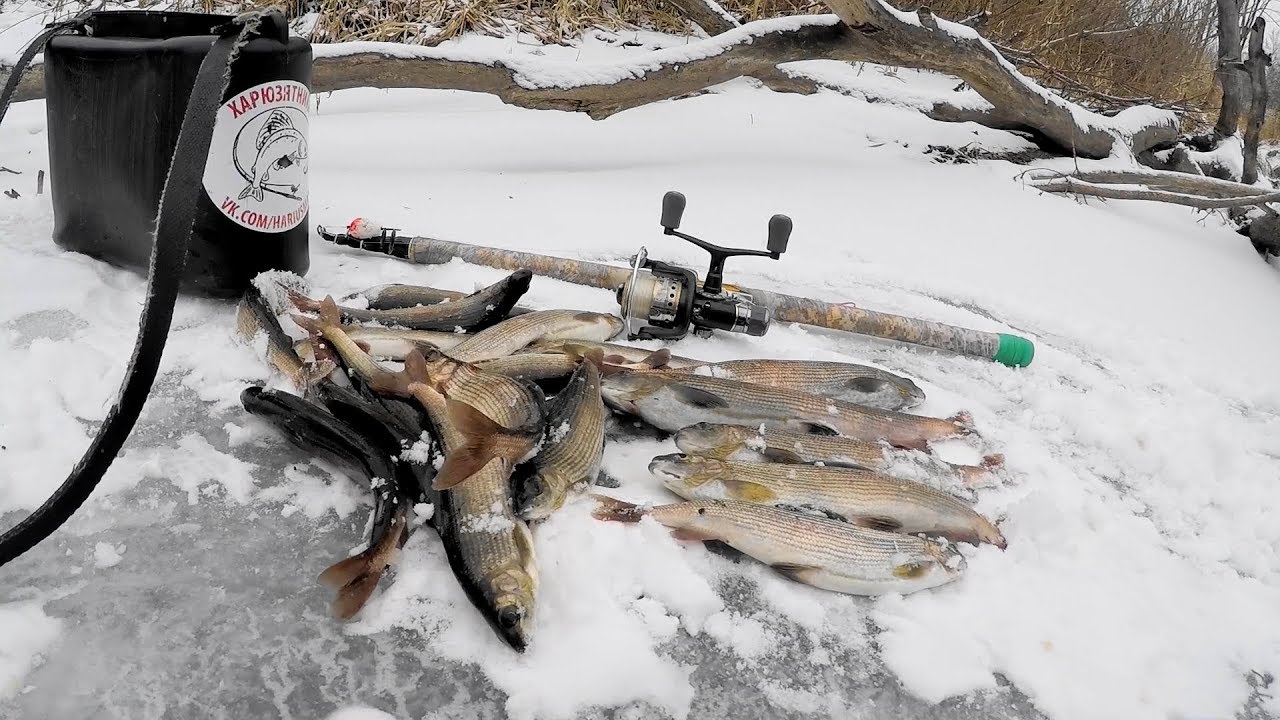 Рыбалка в ноябре. Хариус на льду. Первый лед на хариуса. Рыбалка на хариуса в ноябре. Ловля хариуса со льда.