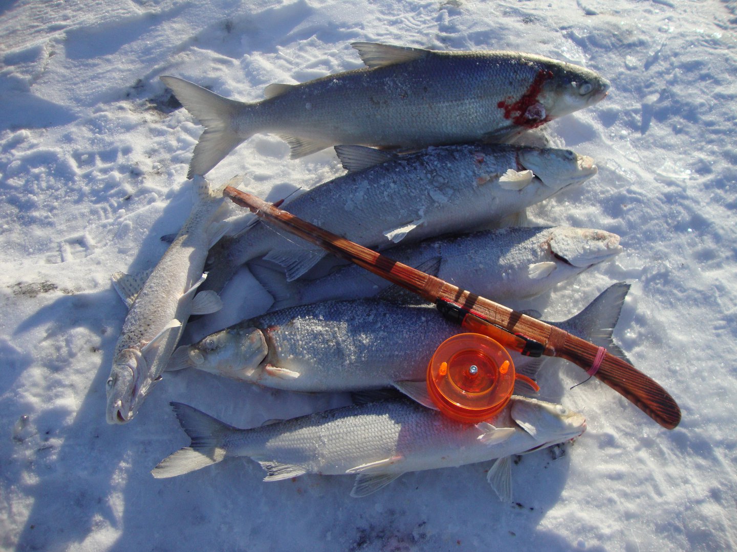 Зимняя рыбалка на сига. Снасти для зимней рыбалки. Рыбалка зима. Зимняя удочка на омуля.