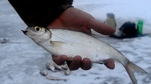 Ловля густеры в феврале