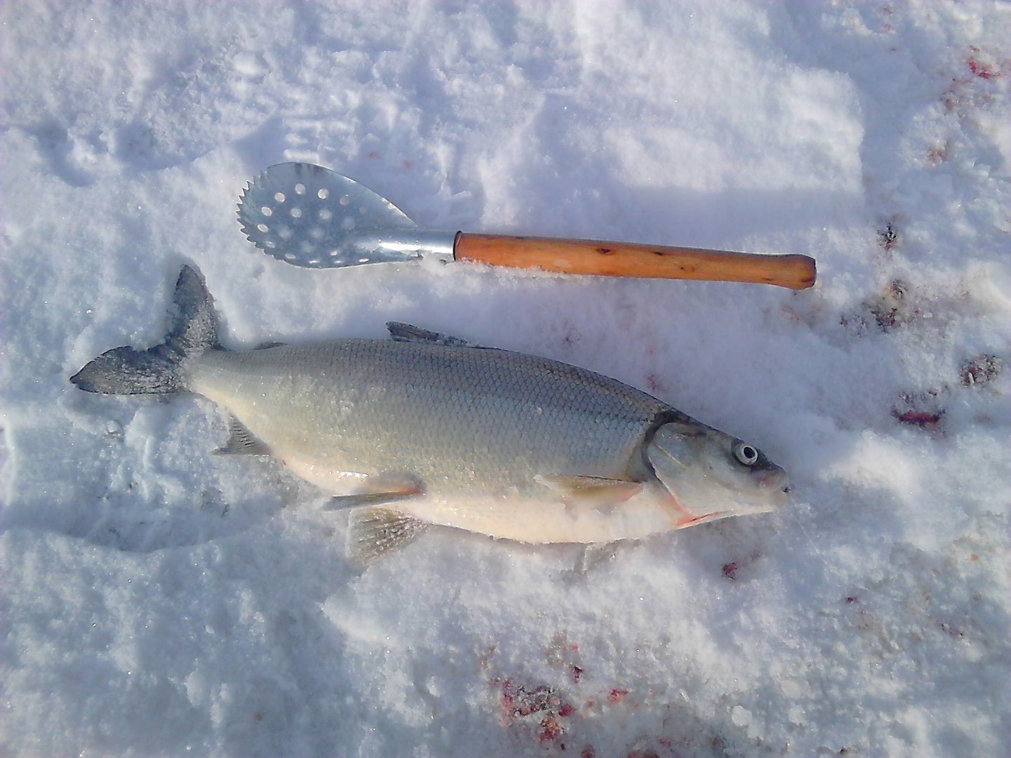 Зимняя рыбалка на сига. Онежский сиг. Рыбалка на сига. Сиг рыба. Сиг зимой.